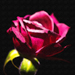 Gallery/images/021.jpg