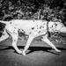 Gallery/images/183.jpg